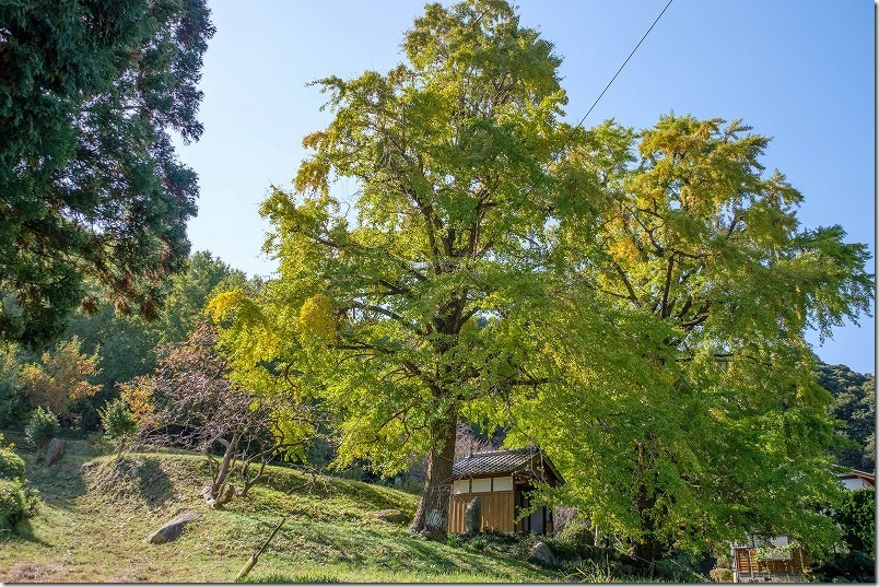 長石のお薬師様の大イチョウの紅葉の様子・見頃、11月初め