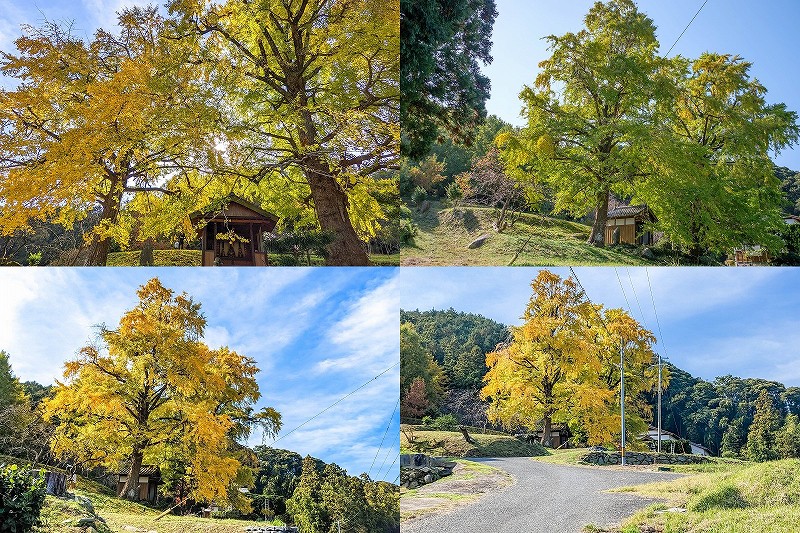 糸島の紅葉　長石のお薬師様の大イチョウの紅葉（駐車場・見頃）