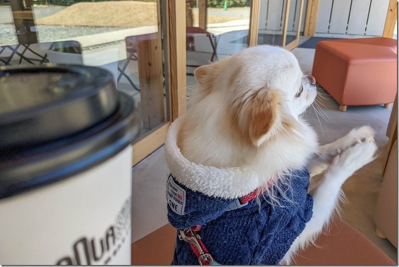 かなたけの里公園、カフェmanuastandで外のベンチで犬連れ、かなたけの里公園