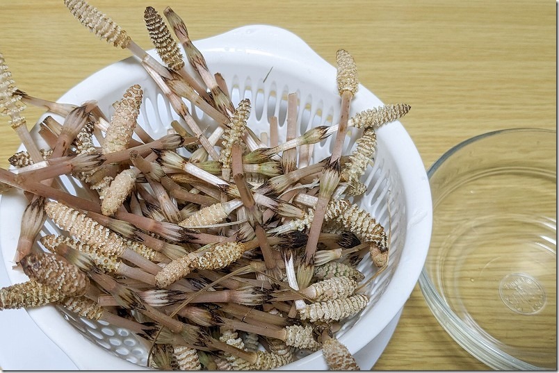 摘んで帰った土筆（つくし）のハカマ取り