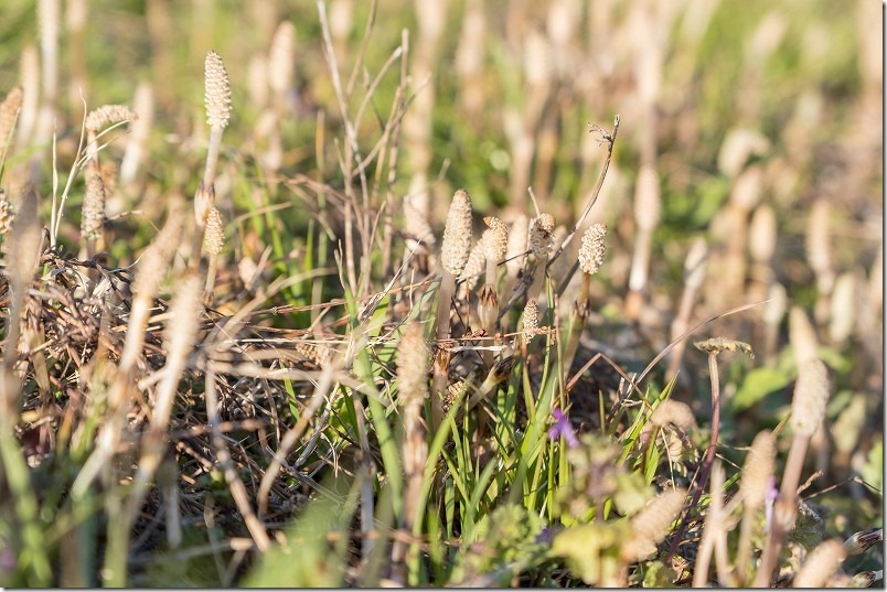 土筆（つくし）が密集、糸島
