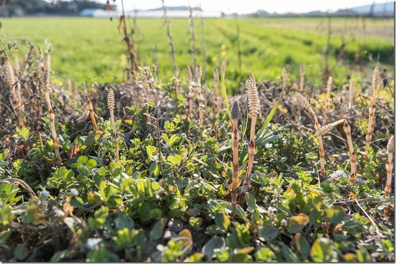 糸島の田園と、土筆
