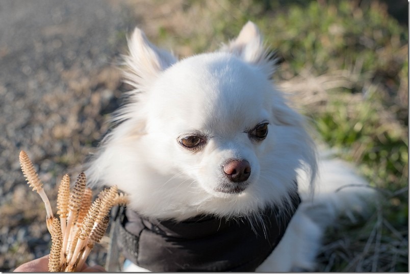 こむぎ（チワワ・犬）は、あんまり土筆（つくし）は好きじゃない？