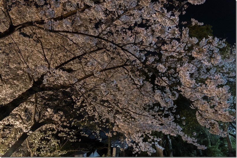 愛宕神社の夜桜、満開の桜 愛宕神社の夜桜、満開の桜
