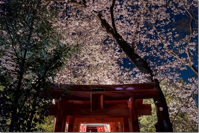 愛宕神社の夜桜、稲荷付近 愛宕神社の夜桜、稲荷付近