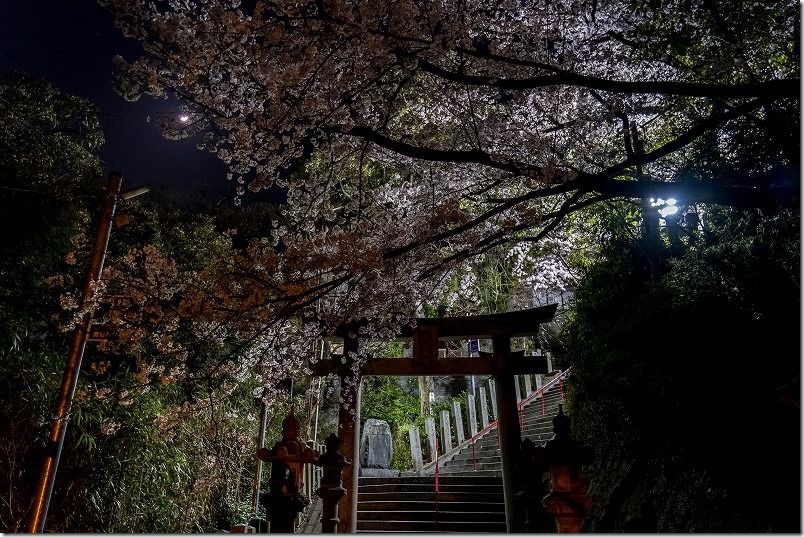 愛宕神社の夜桜、鳥居付近 愛宕神社の夜桜、鳥居付近