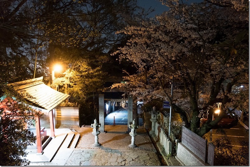 愛宕神社の夜桜、参道 愛宕神社の夜桜、参道