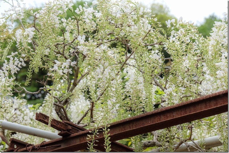 糸島,志々岐神社の藤棚の白色の開花状況 糸島,志々岐神社の藤棚の白色の開花状況