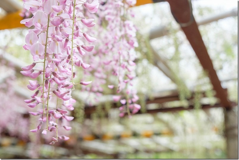 糸島,志々岐神社の藤棚の藤色の開花状況 糸島,志々岐神社の藤棚の藤色の開花状況