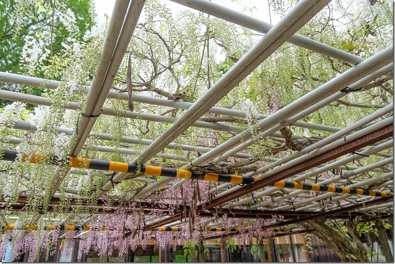 糸島,志々岐神社の藤棚・開花状況 糸島,志々岐神社の藤棚・開花状況