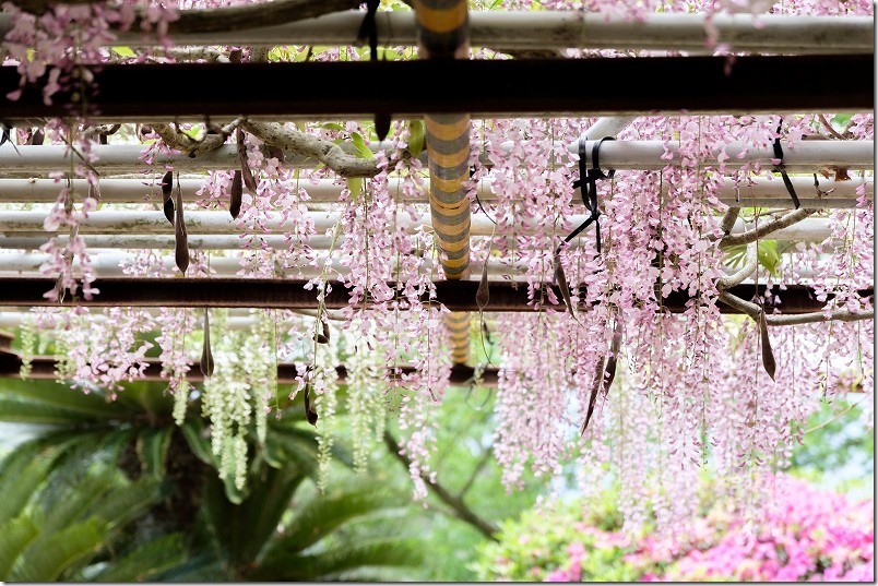 糸島 志々岐神社の藤の花 白色と藤色の藤棚