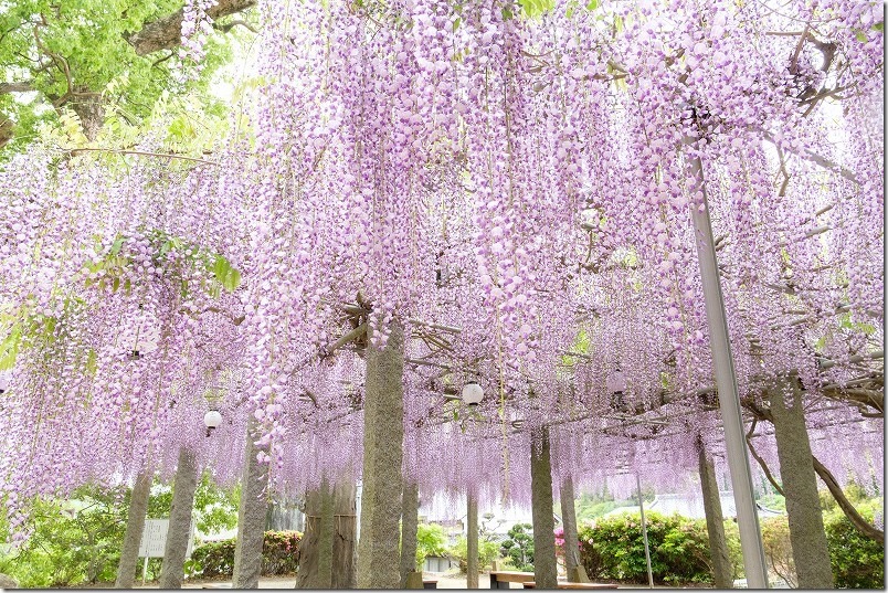 糸島 六所神社の藤棚 藤の花