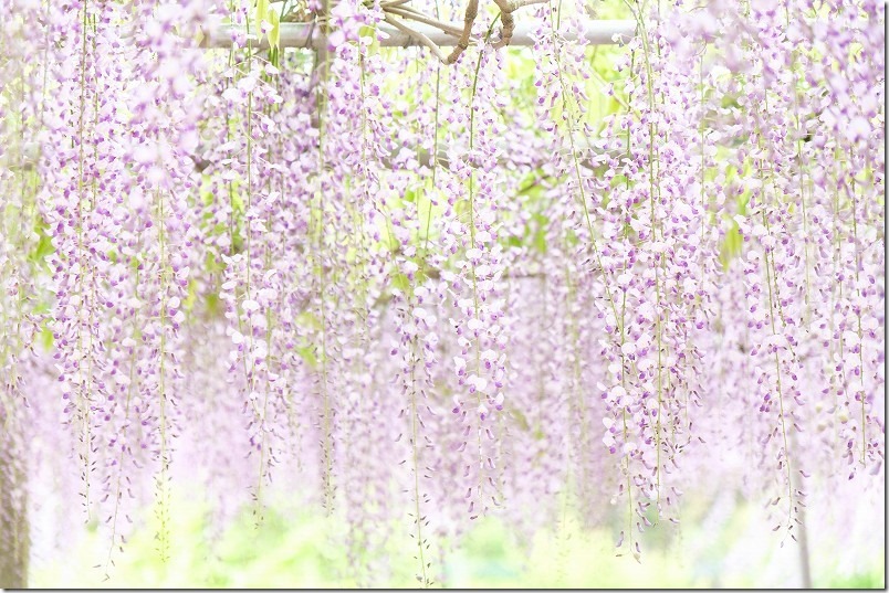 糸島,六所神社の藤棚・満開 糸島,六所神社の藤棚・満開