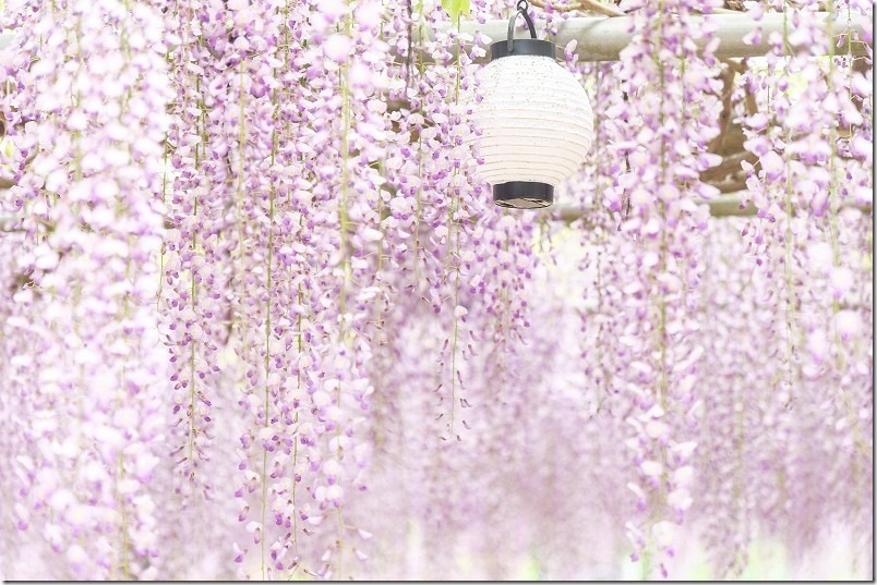 糸島,六所神社の藤棚・満開 糸島,六所神社の藤棚・満開
