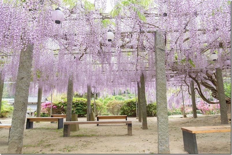 糸島,六所神社の藤棚・開花状況 糸島,六所神社の藤棚・開花状況