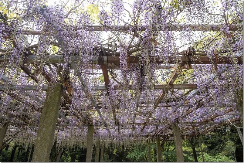 糸島,高祖神社の藤棚・開花状況,4月中旬 糸島,高祖神社の藤棚・開花状況,4月中旬