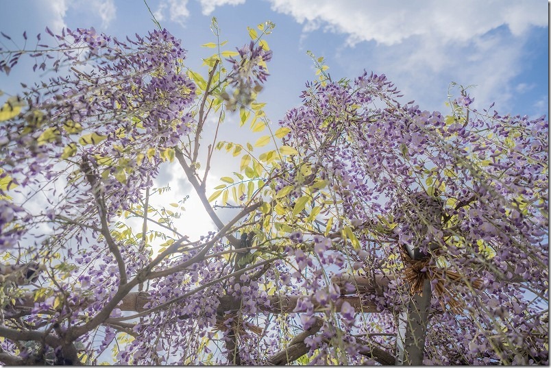 糸島,高祖神社の藤棚・開花状況,4月中旬 糸島,高祖神社の藤棚・開花状況,4月中旬