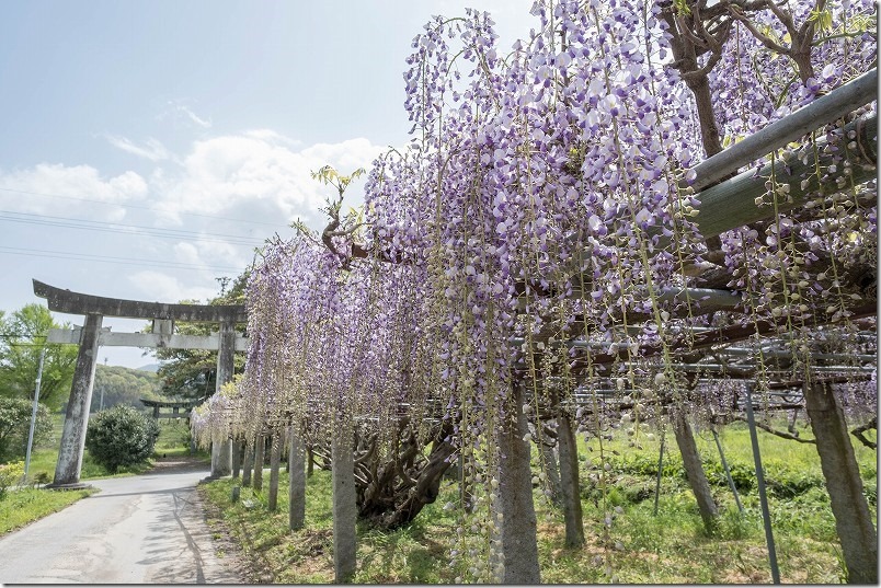 糸島 宇美八幡宮の藤棚と鳥居