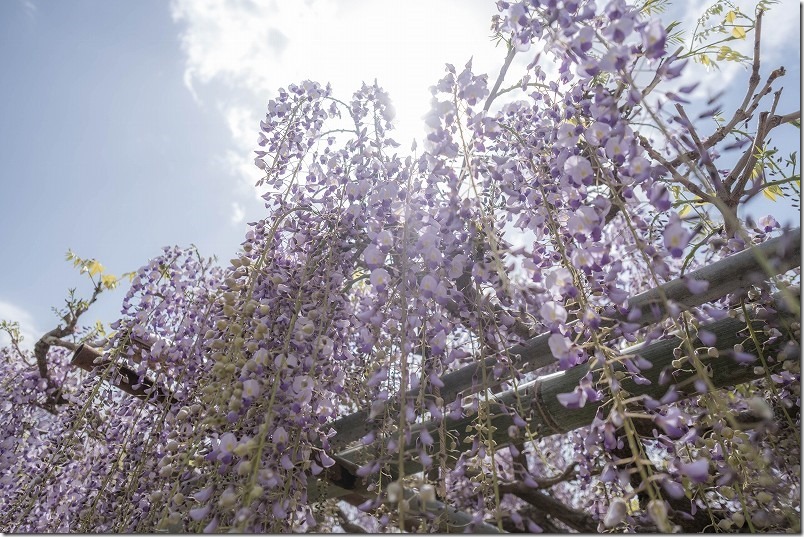 糸島,宇美八幡宮の藤棚・開花状況、4月中旬 糸島,宇美八幡宮の藤棚・開花状況、4月中旬