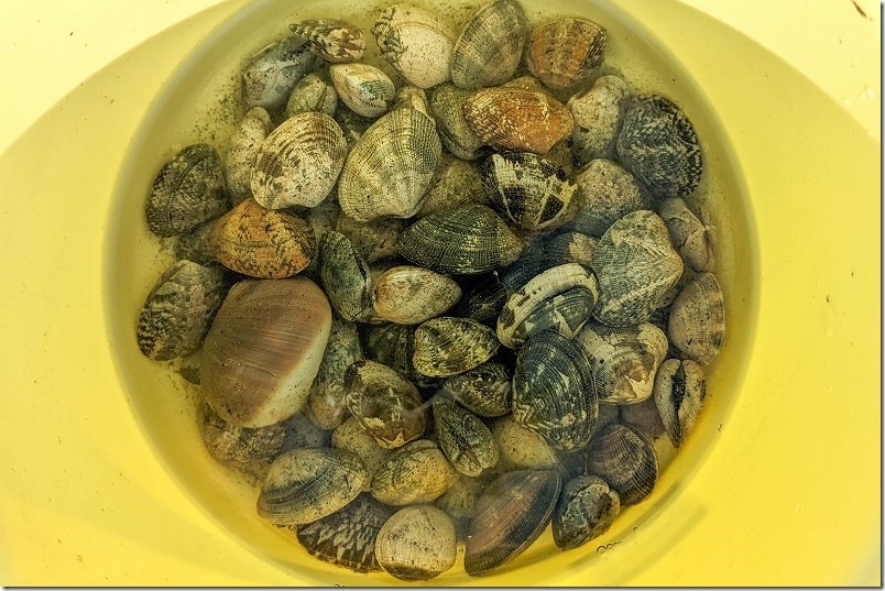 室見川で潮干狩り。取れたアサリの量 室見川で潮干狩り。取れたアサリの量