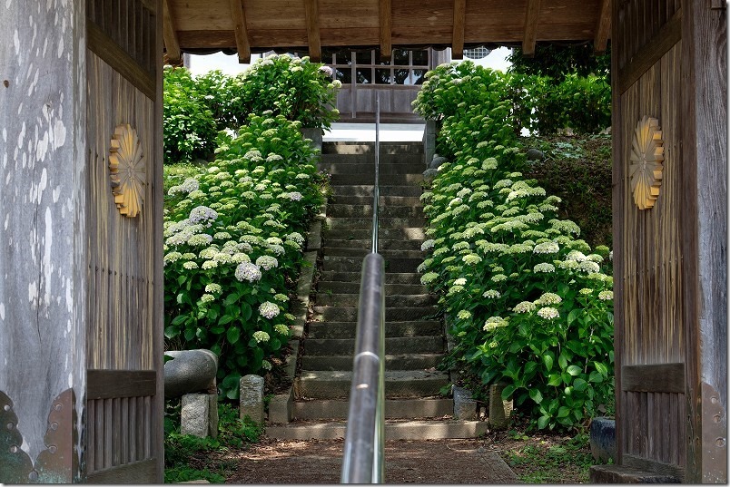 糸島、アジサイ寺の雰囲気、小道 糸島、アジサイ寺の雰囲気、小道