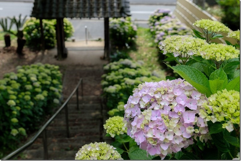 糸島、アジサイ寺の上から見下ろした、アジサイの小道 糸島、アジサイ寺の上から見下ろした、アジサイの小道