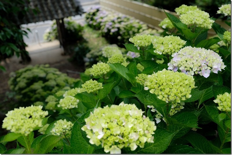 糸島、アジサイ寺の上から見下ろした、アジサイの小道 糸島、アジサイ寺の上から見下ろした、アジサイの小道