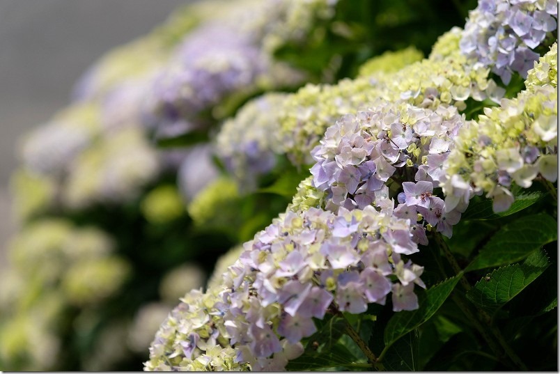 糸島、アジサイ寺「ヲベタ清正公堂」の開花状況 糸島、アジサイ寺「ヲベタ清正公堂」の開花状況
