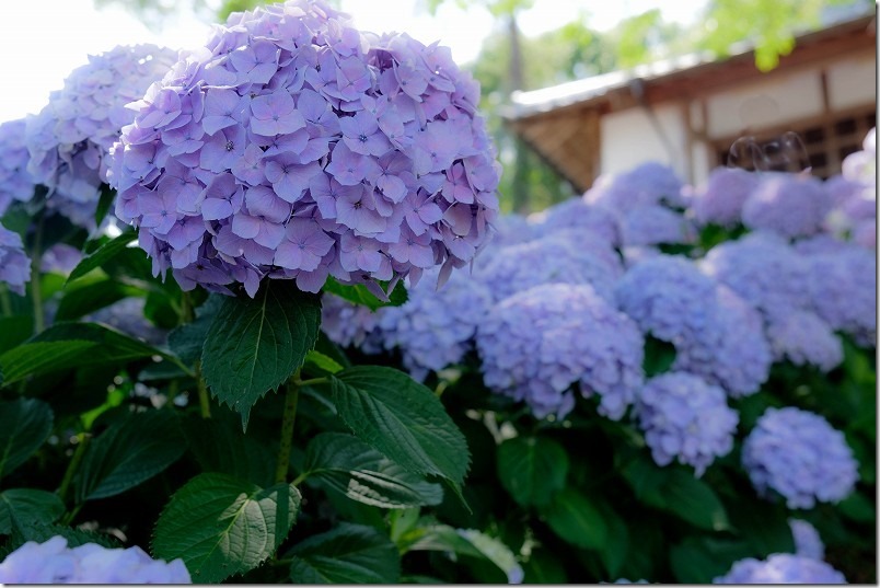 糸島、あじさい寺「ヲベタ清正公堂」,6月前半の開花状況 糸島、あじさい寺「ヲベタ清正公堂」,6月前半の開花状況