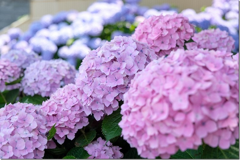 糸島、あじさい寺「ヲベタ清正公堂」,ピンクと青のアジサイの花、満開 糸島、あじさい寺「ヲベタ清正公堂」,ピンクと青のアジサイの花、満開