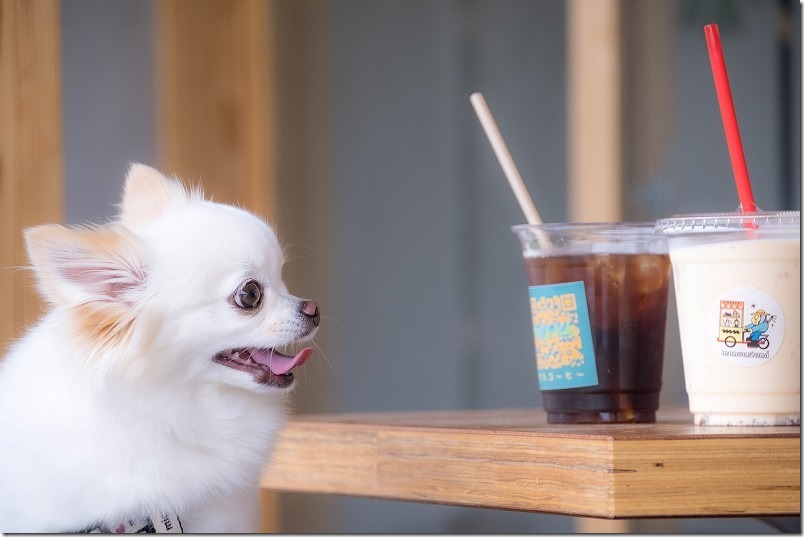 かなたけの里公園、カフェの水出しコーヒー、シェイク