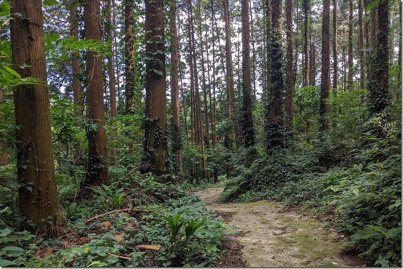 糸島市二丈波呂、鳴滝への遊歩道
