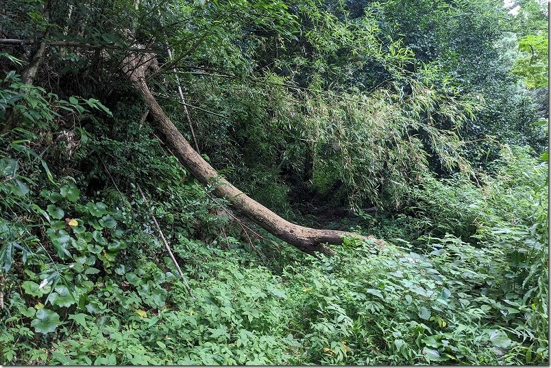 糸島市二丈波呂、鳴滝への遊歩道、行き止まり？