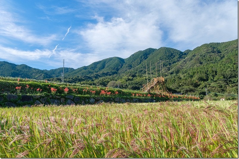 糸島、二丈の赤米（糸島市二条吉井）