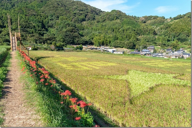 二丈の赤米、田んぼアートの櫓