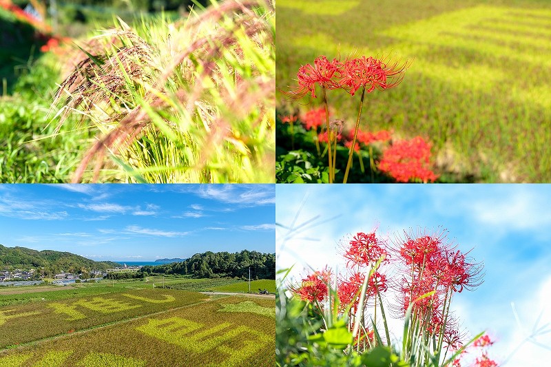 糸島　二丈の赤米・田んぼアート　2023