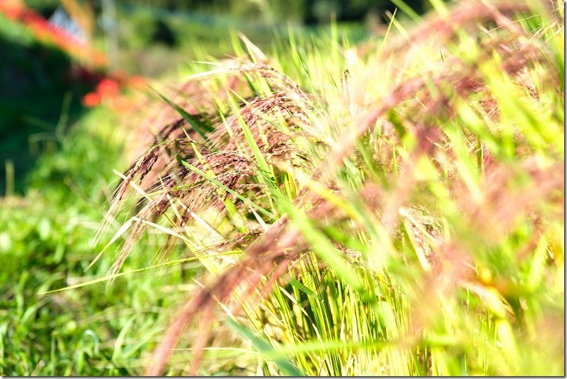 糸島二丈の赤米と品種