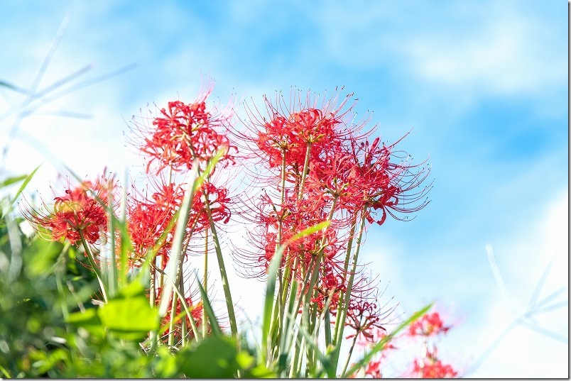 糸島二丈の赤米周辺の彼岸花