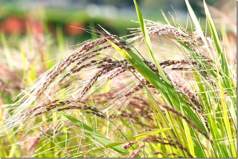 糸島二丈の赤米と品種