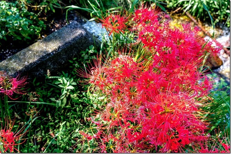糸島二丈の赤米周辺の彼岸花