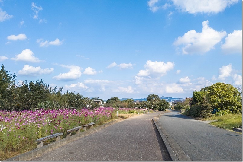 2023年 平原歴史公園のコスモス畑　開花状況(2023/10/15時点)