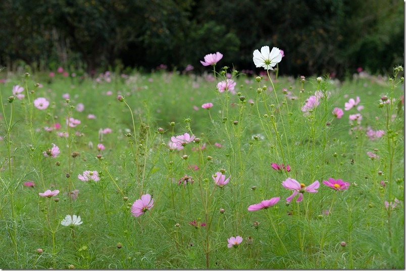 糸島、平原歴史公園のコスモス畑、開花状況10月上旬 糸島、平原歴史公園のコスモス畑、開花状況10月上旬