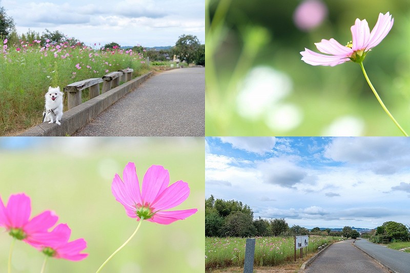 糸島　平原歴史公園のコスモス畑の開花状況　2023
