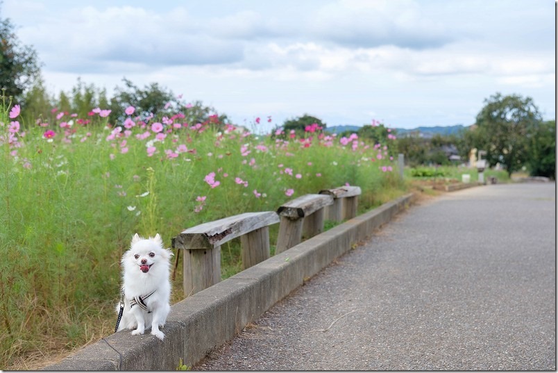 糸島、平原歴史公園のコスモス畑を犬と散策 糸島、平原歴史公園のコスモス畑を犬と散策