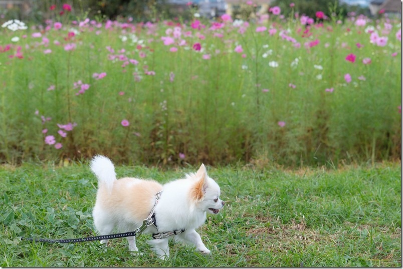 糸島、平原歴史公園のコスモス畑のイベント、まつり 糸島、平原歴史公園のコスモス畑のイベント、まつり