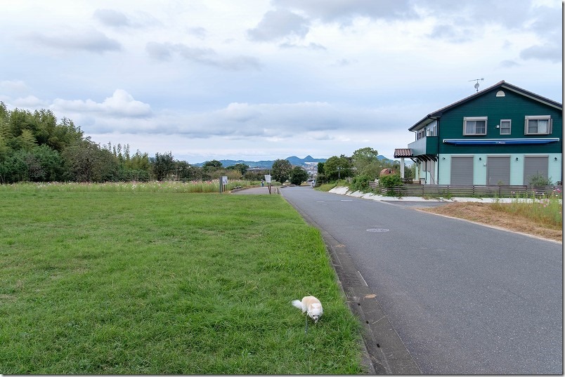 糸島、平原歴史公園のコスモス畑の芝生、ピクニック 糸島、平原歴史公園のコスモス畑の芝生、ピクニック