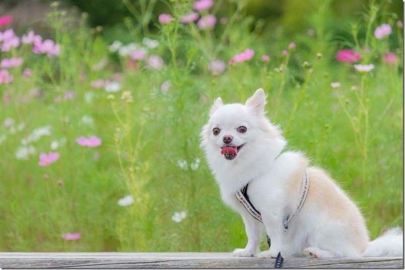 糸島、平原歴史公園のコスモス畑を犬と散策 糸島、平原歴史公園のコスモス畑を犬と散策