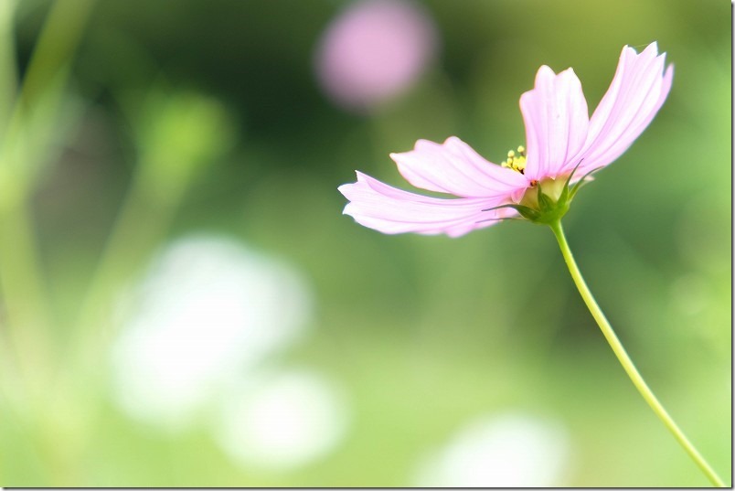 糸島、平原歴史公園のコスモス畑、開花状況10月上旬 糸島、平原歴史公園のコスモス畑、開花状況10月上旬