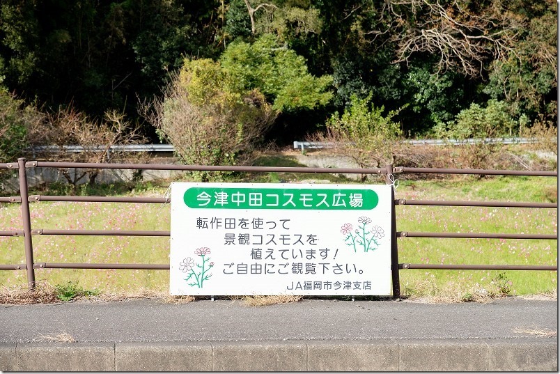 今津中田のコスモス畑、花摘み体験イベント、JA福岡市今津支店