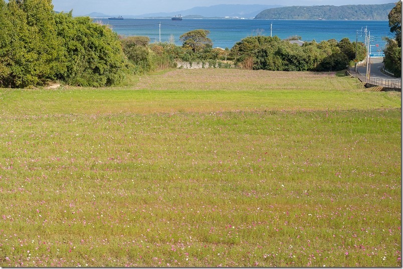 今津中田のコスモス畑開花状況、今年はこれくらいが一番咲いてるかと